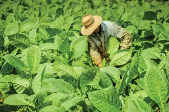 Virginia Tobacco Filed 甘いタバコバージニア煙草の畑